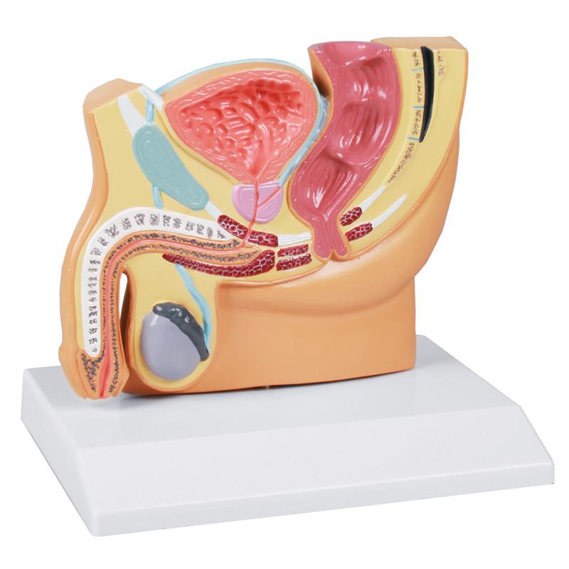 Media pelvis masculina, tamaño reducido