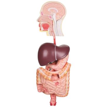 Modelo de aparato digestivo de 5 piezas