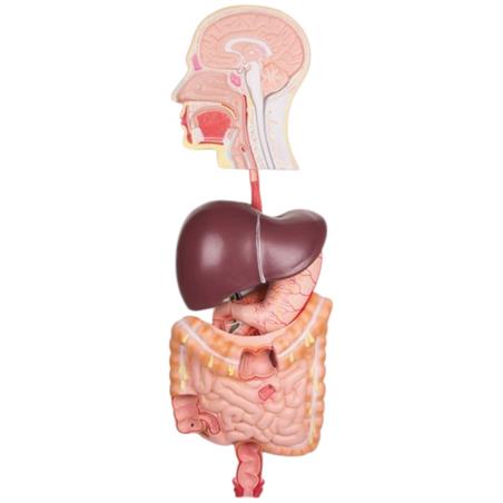 Modelo de aparato digestivo de 5 piezas