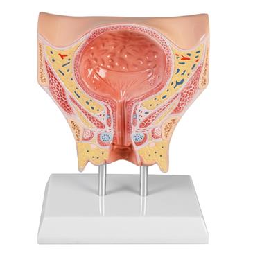 Modelo de vejiga femenina