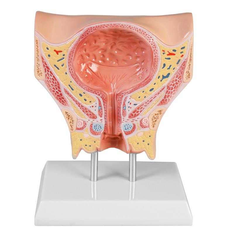 Modelo de vejiga femenina