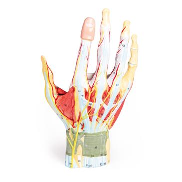 Modelo anatómico de la mano de 7 piezas