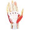 Modelo anatómico de la mano de 7 piezas