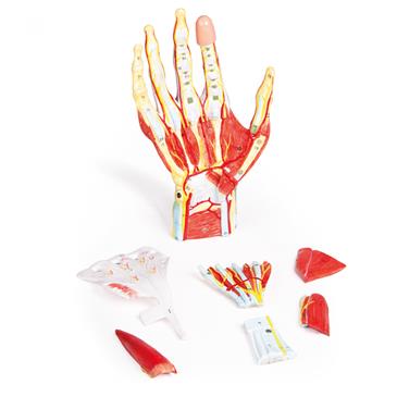 Modelo anatómico de la mano de 7 piezas