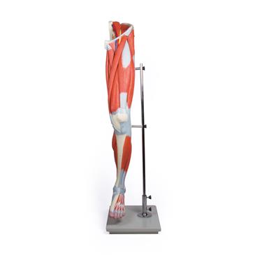 Modelo de pierna con músculos de 13 piezas