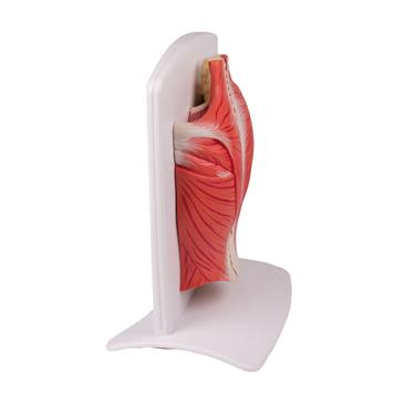 Modelo de espalda con músculos de 4 piezas