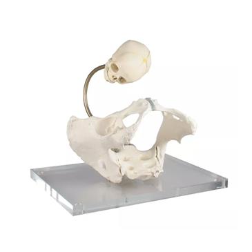 Pelvis demostracion de parto
