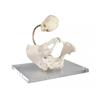 Pelvis demostracion de parto