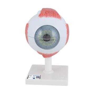 Ojo 5 veces su tamaño natural, 6 piezas