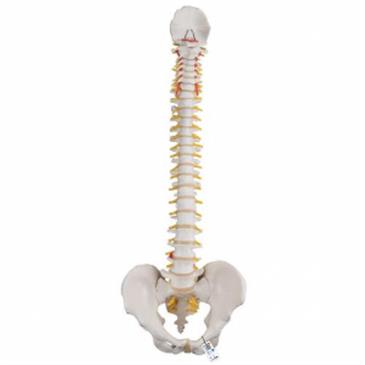 Columna flexible - versión clasica