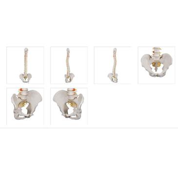 Columna flexible - versión clasica