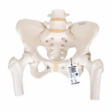 Esqueleto de la pelvis femenino