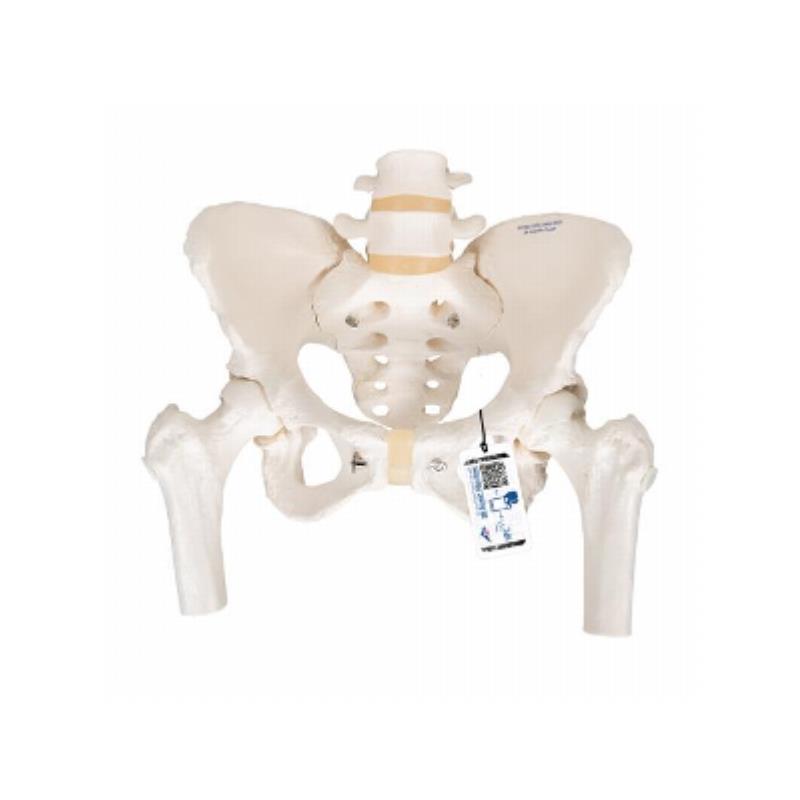 Esqueleto de la pelvis femenino