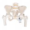 Esqueleto de la pelvis femenino