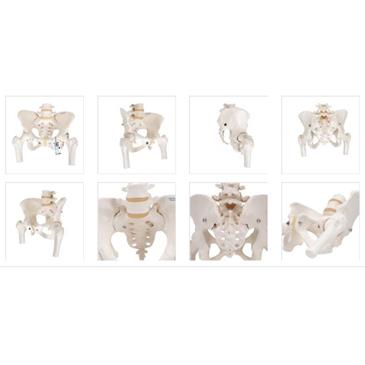 Esqueleto de la pelvis femenino