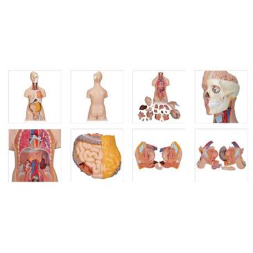 Torso de doble sexo, 20 partes