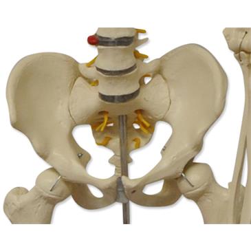 Esqueleto humano con soporte de 5 patas con ruedas