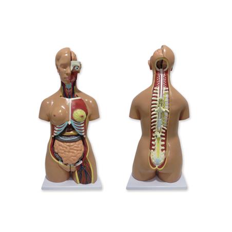 Torso humano bisexo con espalda abierta Torso humano bisexo con espalda abierta